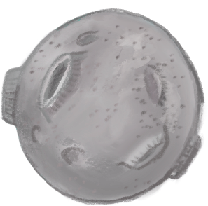 Moon